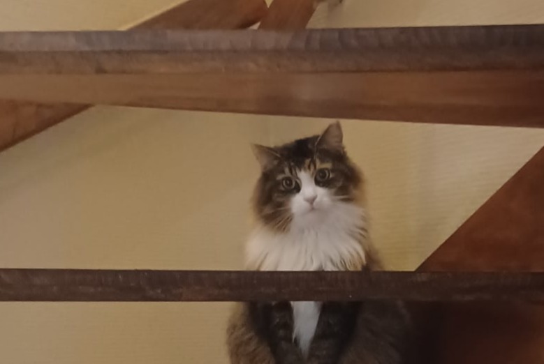 Vermisstmeldung Katze rassenmischung  Weiblich , 9 jahre Ans Belgien