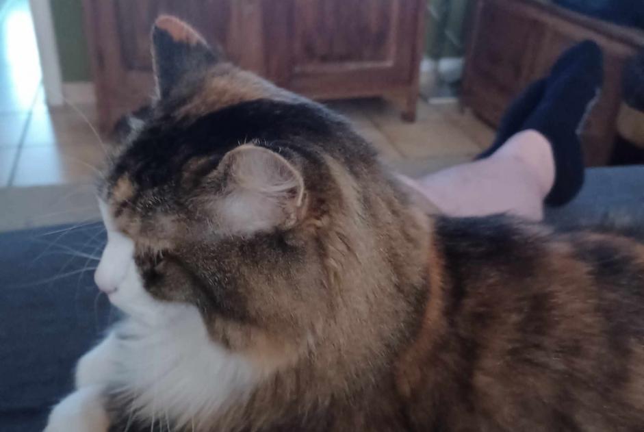 Vermisstmeldung Katze rassenmischung  Weiblich , 9 jahre Ans Belgien