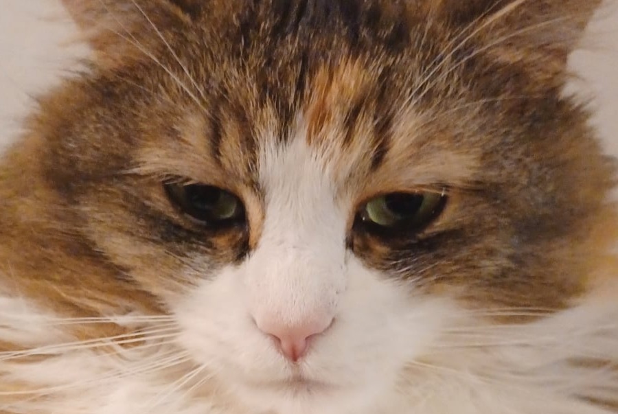 Vermisstmeldung Katze rassenmischung  Weiblich , 9 jahre Ans Belgien