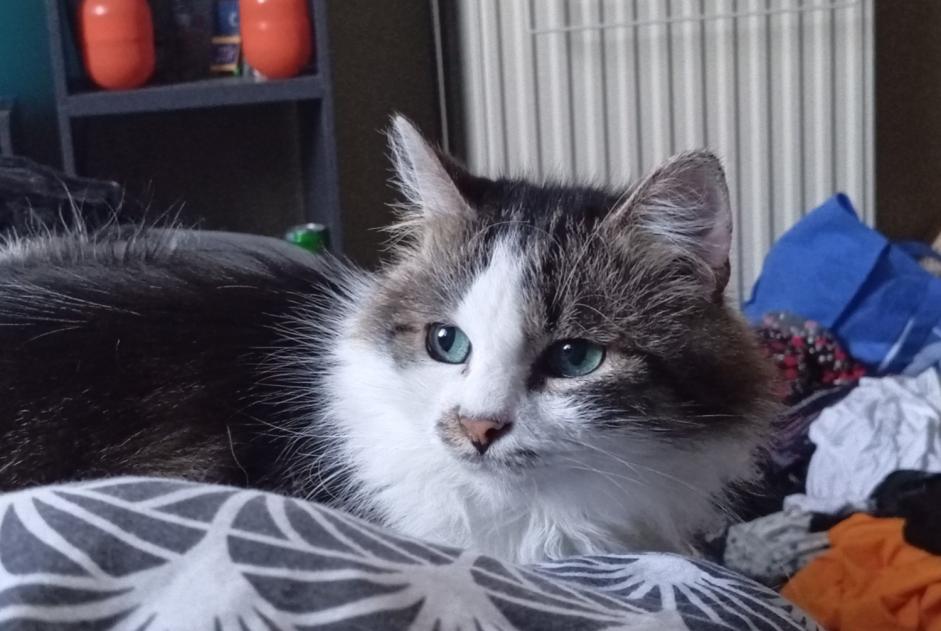 Vermisstmeldung Katze Männliche , 8 jahre Flémalle Belgien