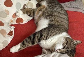 Vermisstmeldung Katze Männliche , 4 jahre Genappe Belgien