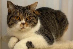 Vermisstmeldung Katze  Weiblich , 3 jahre Antibes Frankreich
