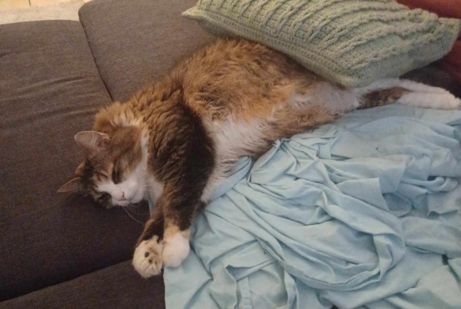 Disappearance alert Cat miscegenation  Female , 9 years Ans Belgium