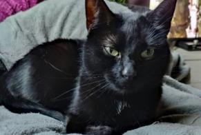 Disappearance alert Cat miscegenation  Female , 9 years Liège Belgium