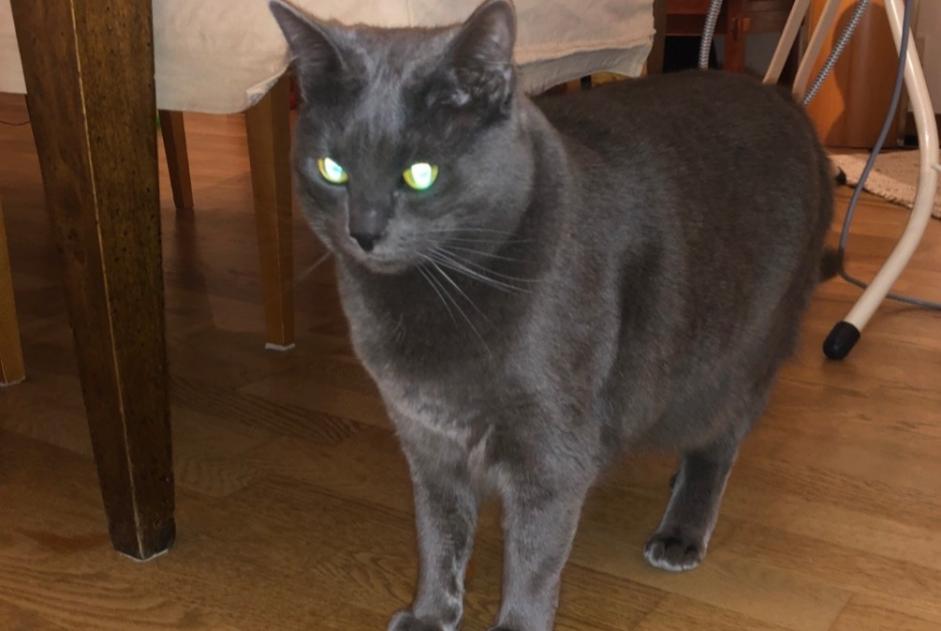 Disappearance alert Cat  Female , 5 years Auderghem Belgium