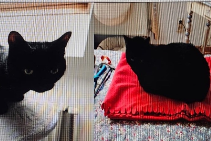 Disappearance alert Cat Male , 6 years Woluwe-Saint-Pierre Belgium