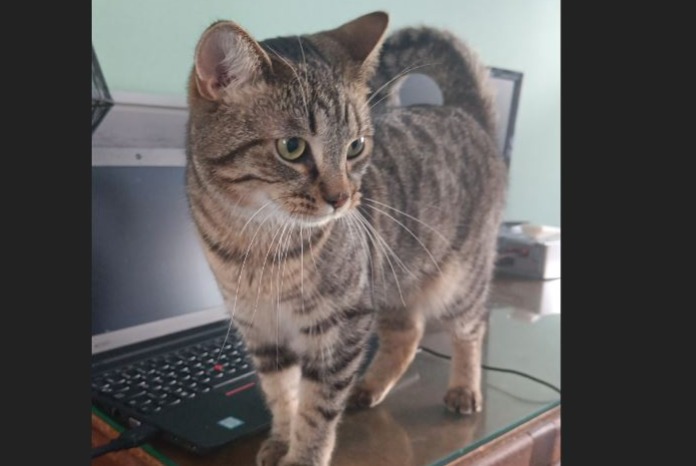 Disappearance alert Cat Female , 4 years Perwez Belgium