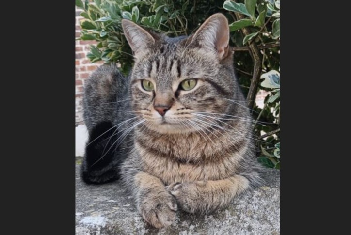 Disappearance alert Cat Female , 4 years Perwez Belgium