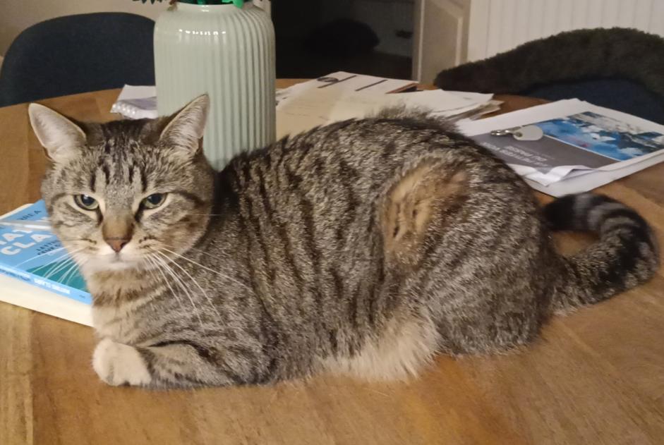 Disappearance alert Cat Female , 4 years Perwez Belgium