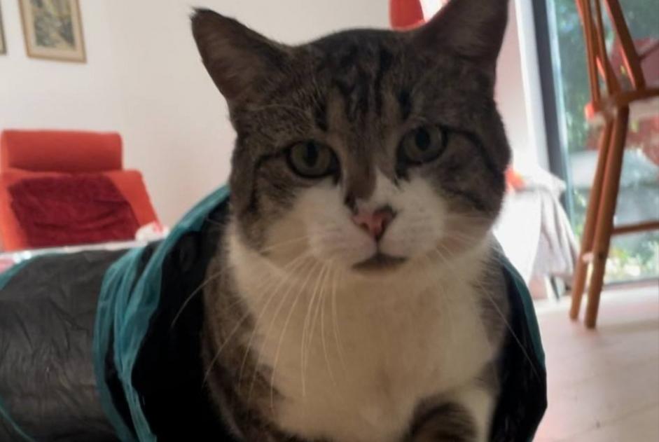 Disappearance alert Cat Male , 4 years Genappe Belgium