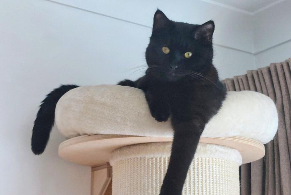 Disappearance alert Cat Male , 1 years Molenbeek-Saint-Jean Belgium