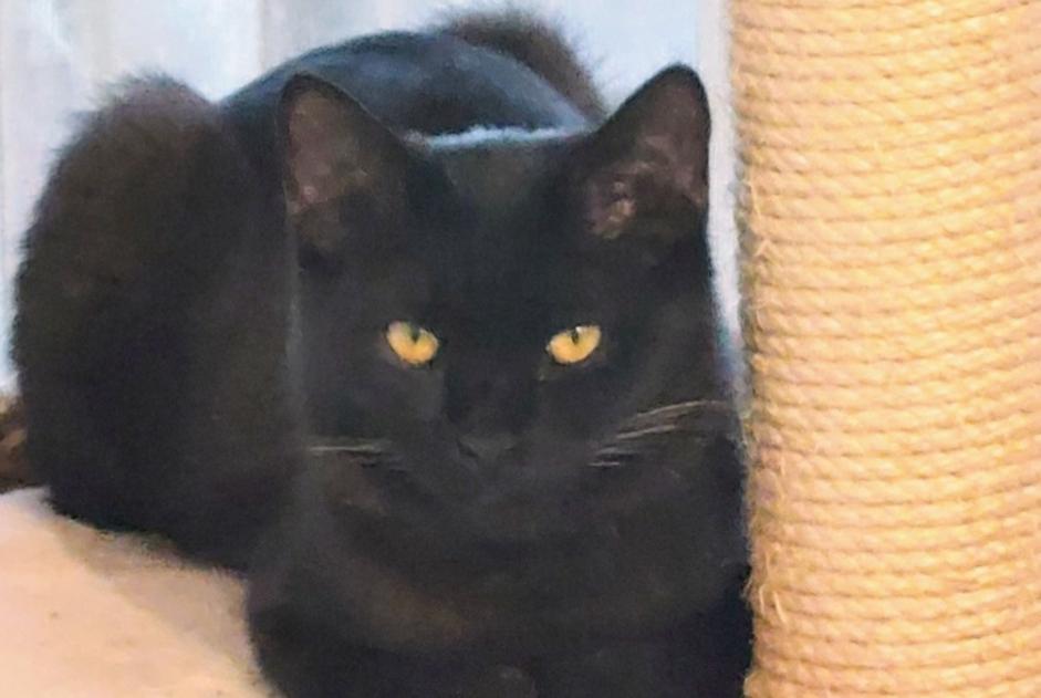 Disappearance alert Cat Male , 1 years Molenbeek-Saint-Jean Belgium