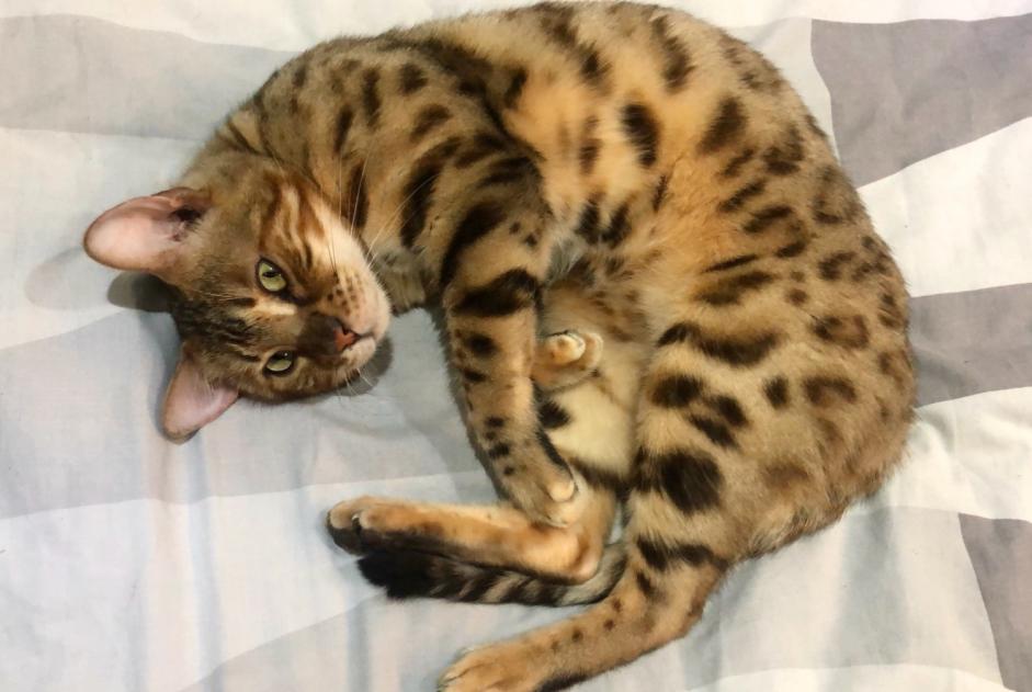 Disappearance alert Cat  Male , 4 years Ans Belgium