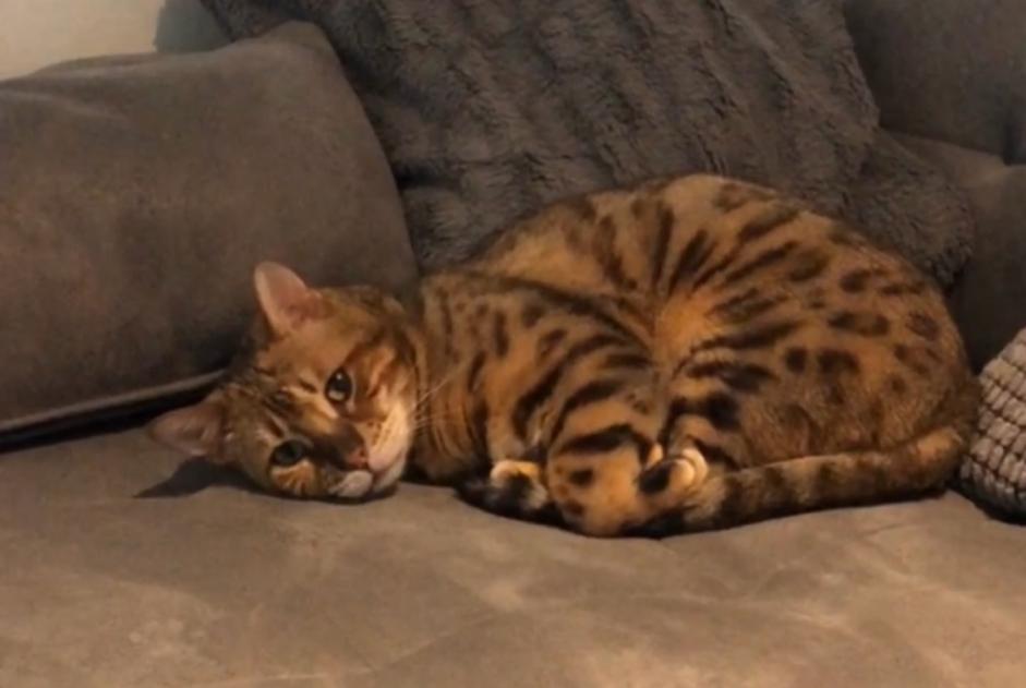 Disappearance alert Cat  Male , 4 years Ans Belgium