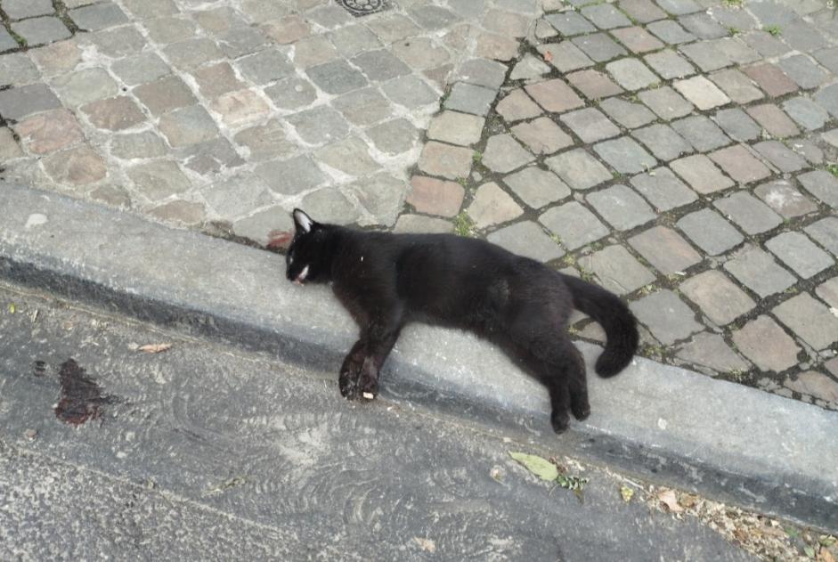 Discovery alert Cat Unknown Liège Belgium