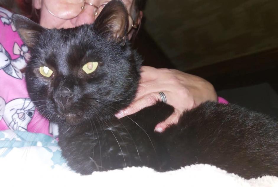 Disappearance alert Cat Male , 3 years Sprimont Belgium