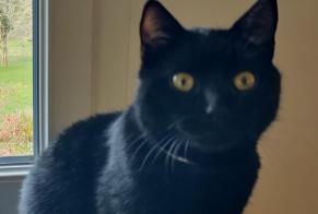 Disappearance alert Cat Male , 2 years Saint-Hymer France