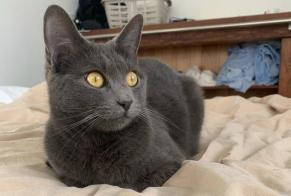 Disappearance alert Cat Male , 6 years Étréchy France