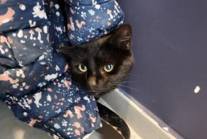 Alerta de Hallazgo Gato Desconocido Charleroi Bélgica