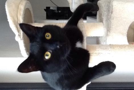 Alerte Disparition Chat européen  Mâle , 10 ans Wavre Belgique