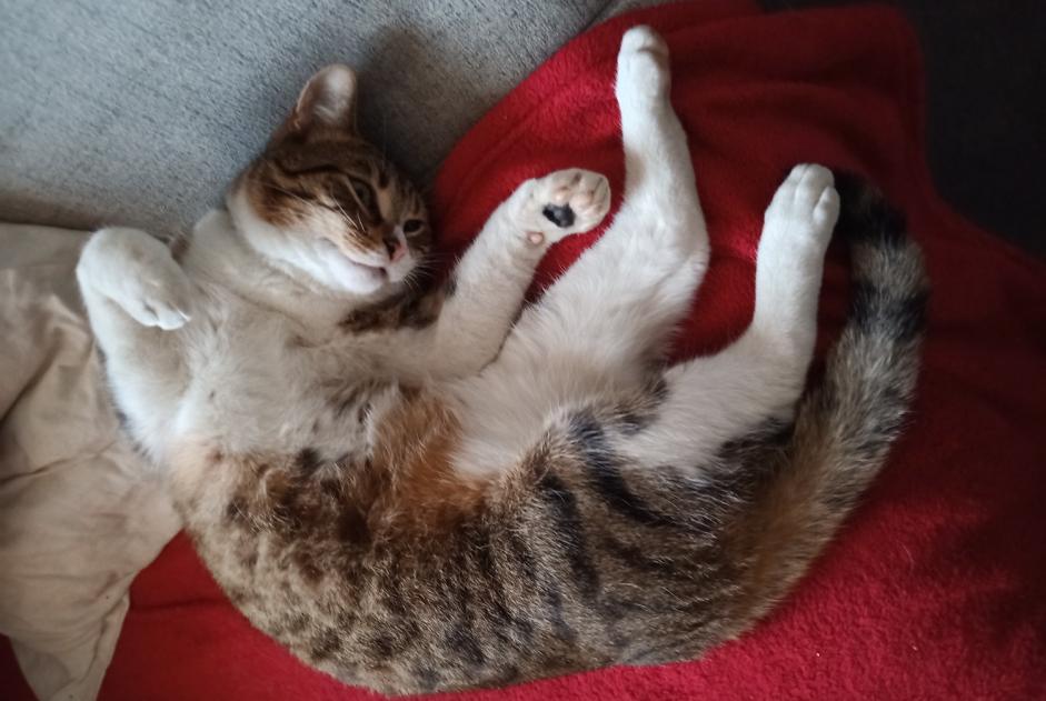 Alerte Disparition Chat Mâle , 3 ans Doische Belgique