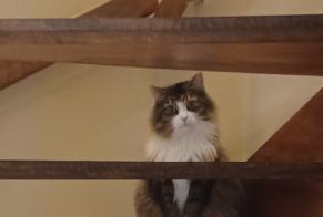 Alerte Disparition Chat croisement  Femelle , 9 ans Ans Belgique