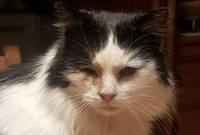 Alerte Disparition Chat croisement  Mâle , 9 ans Tubize Belgique