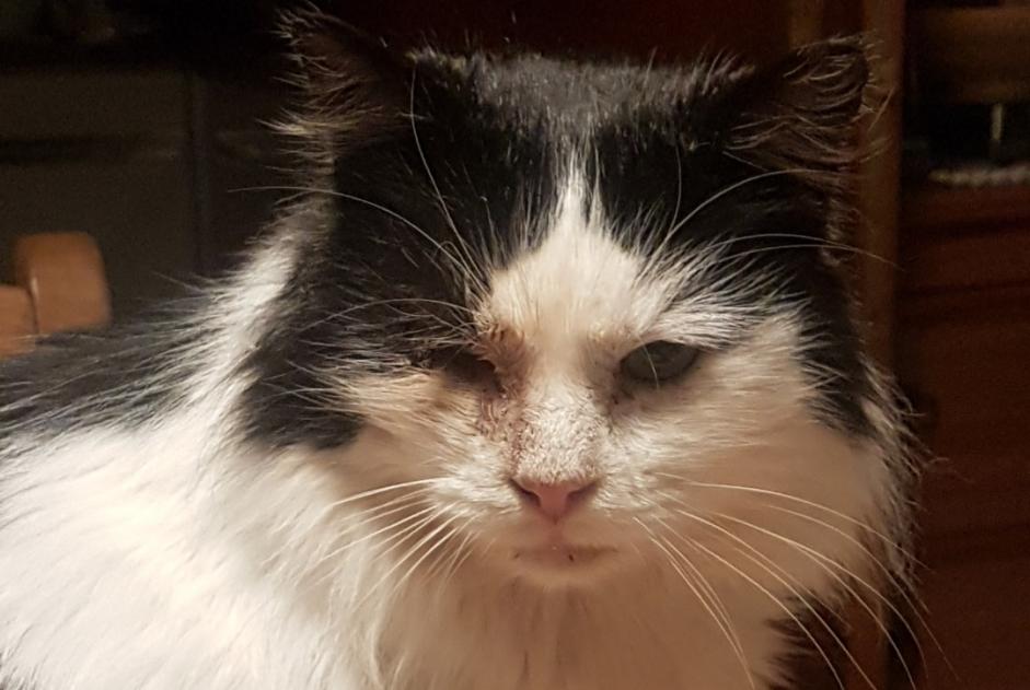 Alerte Disparition Chat croisement  Mâle , 9 ans Tubize Belgique