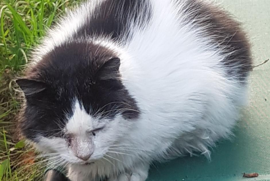 Alerte Disparition Chat croisement  Mâle , 9 ans Tubize Belgique