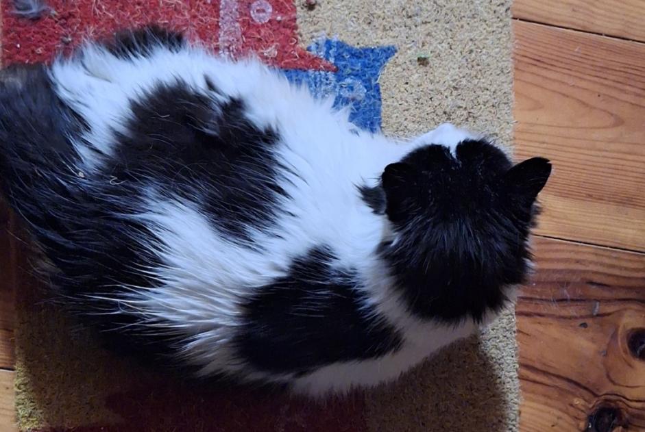 Alerte Disparition Chat croisement  Mâle , 9 ans Tubize Belgique
