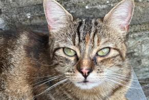 Alerte Disparition Chat croisement  Femelle , 2 ans Seraing Belgique