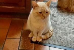 Alerte Disparition Chat croisement  Mâle , 3 ans Quévy Belgique