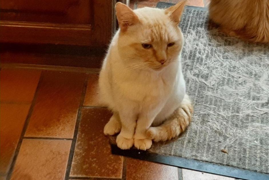 Alerte Disparition Chat croisement  Mâle , 3 ans Quévy Belgique