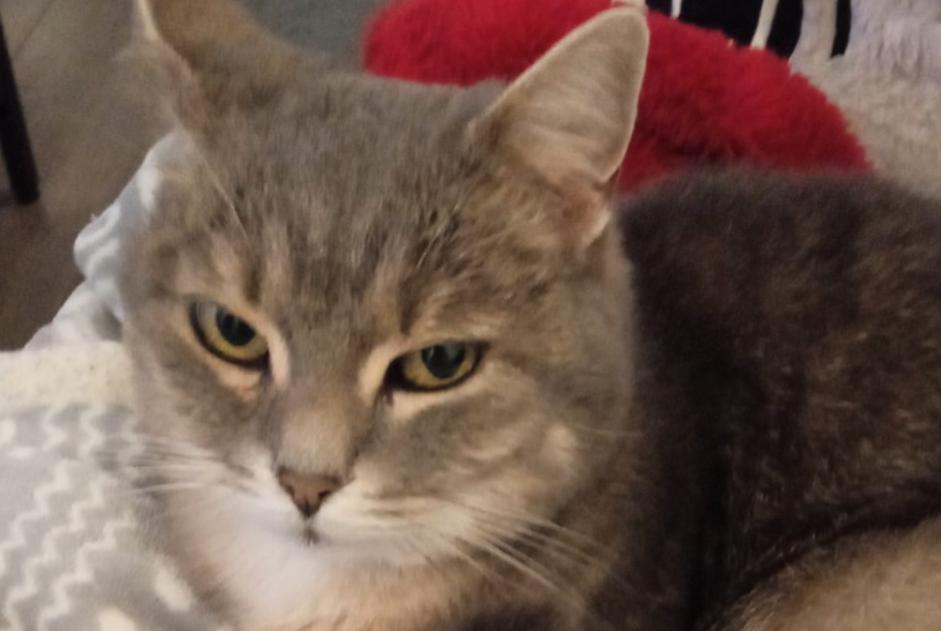 Alerte Disparition Chat Femelle , 12 ans Dinant Belgique