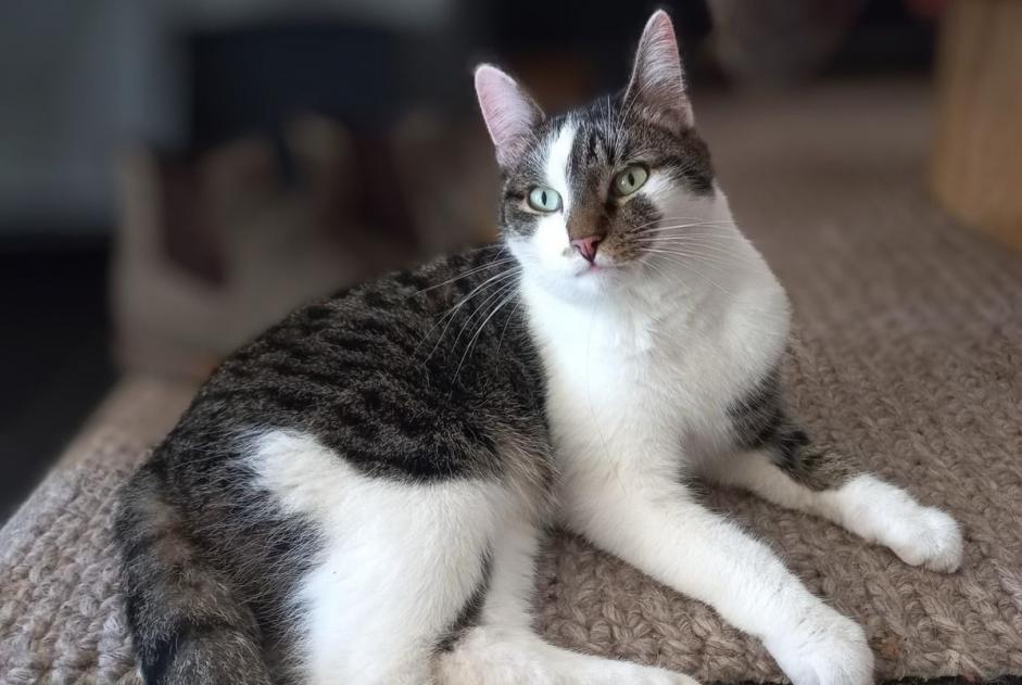 Alerte Disparition Chat  Mâle , 4 ans Mechelen Belgique