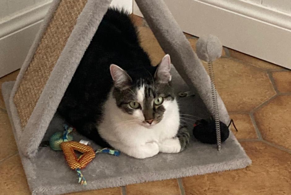 Alerte Disparition Chat  Mâle , 4 ans Mechelen Belgique