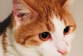 Alerte Disparition Chat Mâle , 8 ans Estinnes Belgique