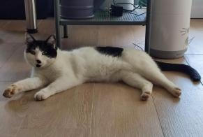 Alerte Disparition Chat Mâle , 9 ans La Bruyère Belgique