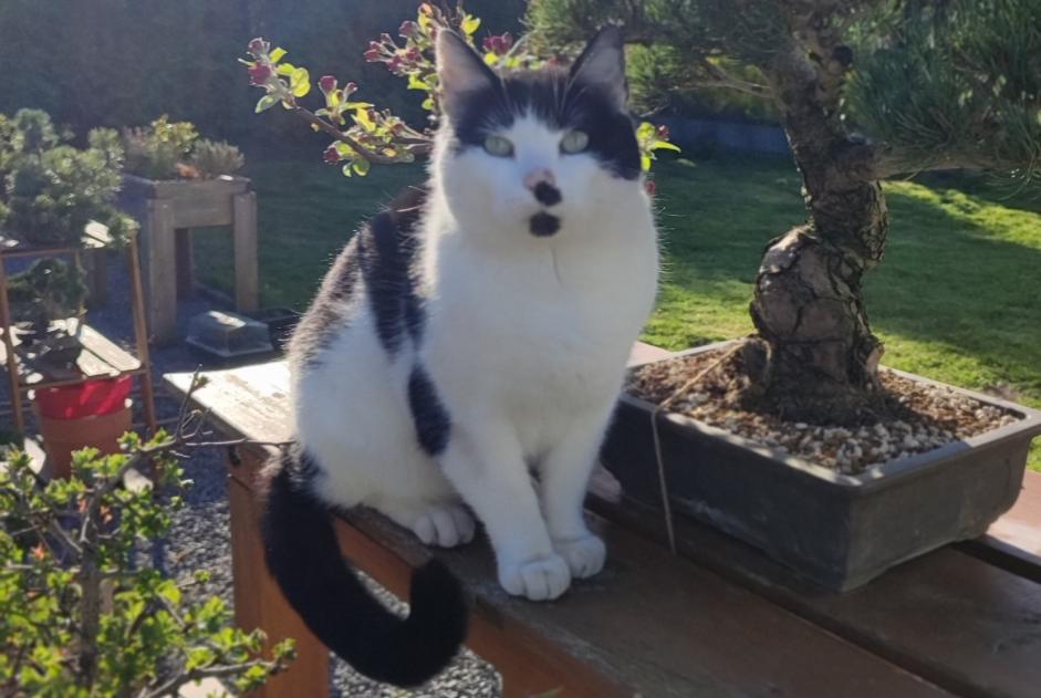 Alerte Disparition Chat Mâle , 9 ans La Bruyère Belgique
