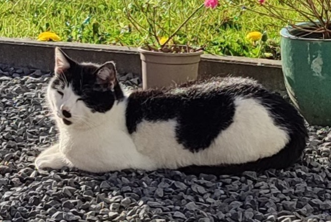 Alerte Disparition Chat Mâle , 9 ans La Bruyère Belgique