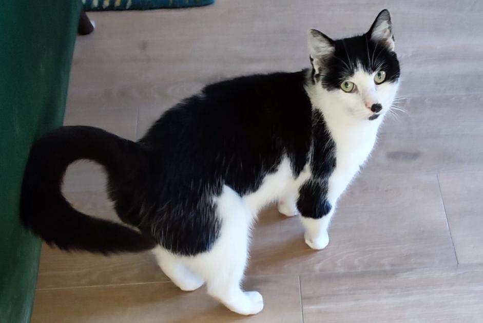 Alerte Disparition Chat Mâle , 9 ans La Bruyère Belgique