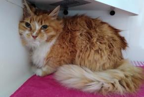 Alerte Découverte Chat croisement  Mâle Anderlecht Belgique