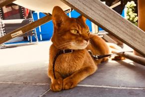 Alerte Disparition Chat  Mâle , 9 ans Malle Belgique