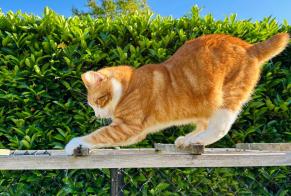 Alerte Disparition Chat  Mâle , 4 ans Zemst Belgique