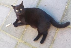 Alerte Disparition Chat croisement  Mâle , 7 ans Charleroi Belgique