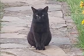 Alerte Disparition Chat Mâle , 3 ans Sprimont Belgique