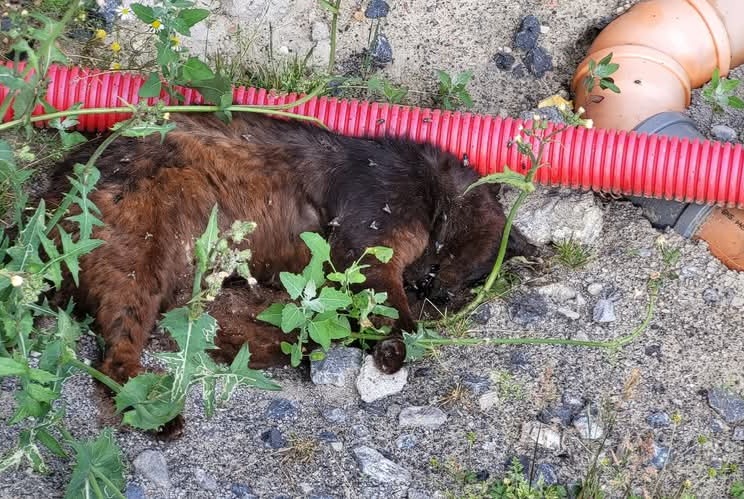 Alerte Découverte Chat Inconnu , 2 ans Fontaine-l'Évêque Belgique