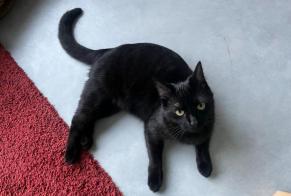 Alerte Disparition Chat  Femelle , 1 ans Rixensart Belgique