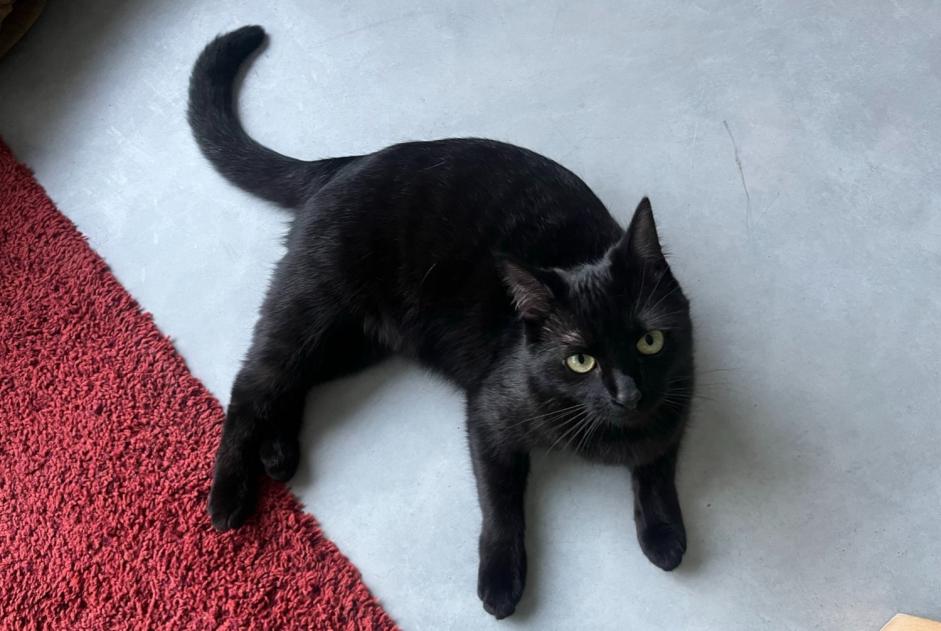 Alerte Disparition Chat  Femelle , 1 ans Rixensart Belgique