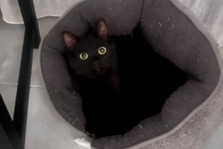 Alerte Disparition Chat  Femelle , 1 ans Rixensart Belgique